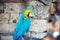 Macaw parrot sitting in forest. aviary details of rainforest