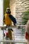 Macaw parrot on the street by night