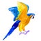 Macaw a parrot yellow blue araruna watercolor illustration
