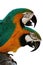 Macaw parrots 1