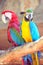 Macaw Parrots