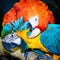 Macaw Parrots