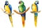 macaw parrots, birds on an isolated white background, watercolor illustration, hand drawing