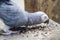 Macaw parrots eating seed on the wood