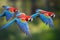 Macaw parrots flying. Generate Ai