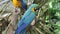 Macaw parrots sitting in a a tree