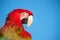 Macaw portrait.