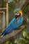 Macaw posed in brench wood