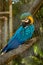 Macaw posed in brench wood