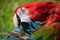 Macaw preening its feather and plumage