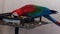 Macaw Or Psittacidae Species