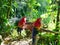 Macaw red in Mexico