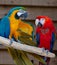 Macaw scarlet and blue-and-yellow parrots, long-tailed colorful exotic birds