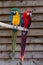 Macaw scarlet and blue-and-yellow parrots, long-tailed colorful exotic birds