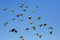 Macaw and sun conure flock of flying.
