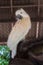 Macaw white bird in the cage,white Parrot