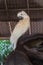 Macaw white bird in the cage,white Parrot