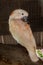 Macaw white bird in the cage,white Parrot