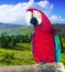 Macaw at wildness