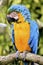 A macaw at the zoo showing off his splendid colors