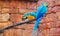 Macaws