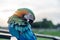 Macaws Bird standing on the Ram stairs