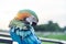 Macaws Bird standing on the Ram stairs