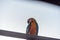 Macaws Bird standing on the Ram stairs