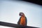 Macaws Bird standing on the Ram stairs