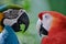 Macaws couple have a conversation symbolising friendship, happiness and freedom