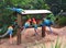 Macaws eating