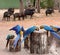 Macaws and peccary in the Pantanal