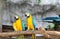 Macaws perching at wood branch