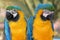 Maccaw Parrot Pair