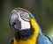 Maccaw Parrot Portrait