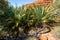 MacDonnel Ranges Cycad or Macrozamia macdonnellii in Kings Canyon in central outback Australia