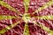 Macedonia flag depicted in paint colors on shiny crumpled aluminium foil closeup. Textured banner on rough background