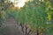 A Macedonia vinyard photographed in a golden sunset