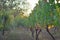 A Macedonia vinyard photographed in a golden sunset