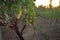 A Macedonia vinyard photographed in a golden sunset