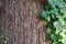 Macedonian pine Pinus peuce bark with green ivy. Closeup