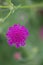 Macedonian scabious, Knautia macedonica, beautiful deep purple flower