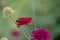 Macedonian scabious, Knautia macedonica, red flowers