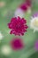 Macedonian scabious, Knautia macedonica, wine red flower