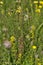 Machair Grassland flowers