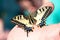 Machaon butterfly Papilio machaon, swallowtail sitting on the hand. Beautiful colorful insect with yellow wings.