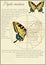 Machaon lat.Papilio machaon. A series of vector illustrations imitating old sheets from a book about butterflies.