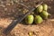 Machete and palm fruits