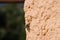 A Machimus atricapillus, perched on a plastered wall in Sardinia.