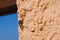 A Machimus atricapillus, perched on a plastered wall in Sardinia.